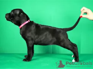 Photo №2 de l'annonce № 122379 de la vente cane corso - acheter à Serbie éleveur