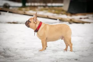 Photo №2 de l'annonce № 5786 de la vente bouledogue - acheter à Fédération de Russie éleveur