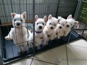 Photo №2 de l'annonce № 44311 de la vente west highland white terrier - acheter à USA annonce privée