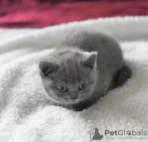 Photo №1. british shorthair - à vendre en ville de California | 222€ | Annonce № 37165