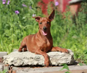 Photo №1. pinscher miniature - à vendre en ville de Balakovo | 284€ | Annonce №2367