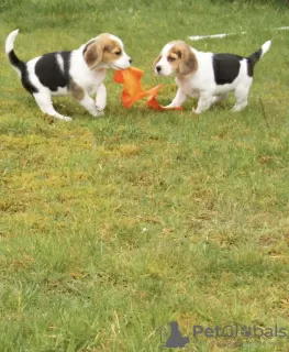 Photo №2 de l'annonce № 18599 de la vente cavalier king charles spaniel - acheter à Pays Bas 