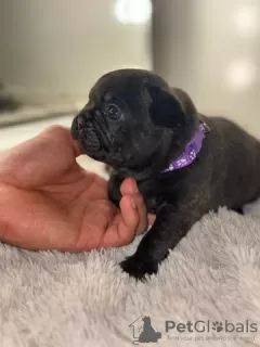 Photos supplémentaires: Beaux chiots Bouledogue Français à vendre.