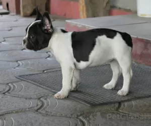 Photos supplémentaires: chiots bouledogue français