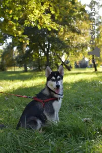 Photos supplémentaires: chiots husky sibérien