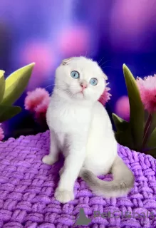 Photo №1. scottish fold - à vendre en ville de Kiev | 268€ | Annonce № 63220