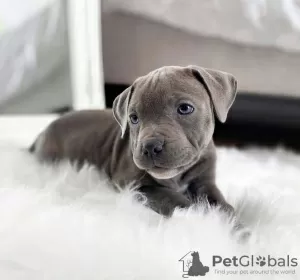 Photo №1. american pit bull terrier - à vendre en ville de Tartu | négocié | Annonce №127338