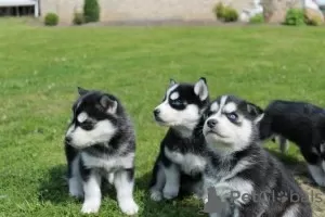 Photo №1. husky de sibérie - à vendre en ville de Virginia Beach | 473€ | Annonce №63481