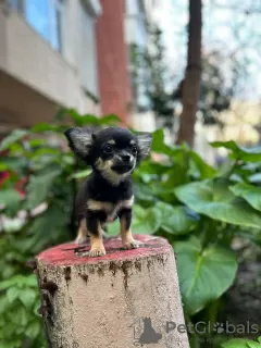 Photos supplémentaires: Vente de trois garçons Chihuahua avec documents officiels et vaccinés