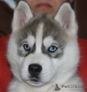 Photo №1. husky de sibérie - à vendre en ville de Sébastopol | 168€ | Annonce №9619