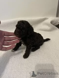 Photos supplémentaires: Chiots Lagotto Romagnolo