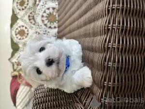 Photo №4. Je vais vendre bichon maltais en ville de Sioux Falls. annonce privée - prix - négocié