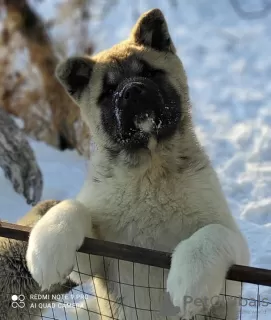 Photo №3. Chiots Akita américains. Fédération de Russie