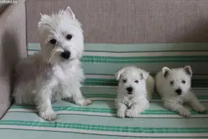 Photo №1. west highland white terrier - à vendre en ville de Kiev | 451€ | Annonce №443