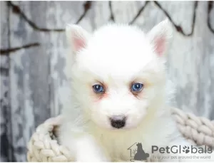 Photo №1. spitz nain, husky de sibérie - à vendre en ville de Sydney | Gratuit | Annonce №17284