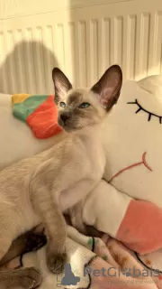 Photo №4. Je vais vendre oriental shorthair en ville de Odessa. annonce privée - prix - 1171€