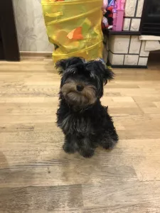 Photo №1. yorkshire terrier - à vendre en ville de Odintsovo | 271€ | Annonce №5806