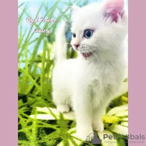 Photo №2 de l'annonce № 50592 de la vente british shorthair - acheter à Turquie éleveur