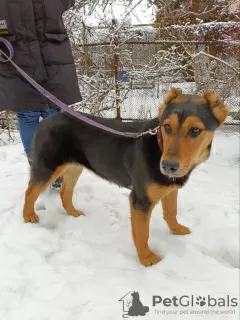 Photo №1. chien bâtard - à vendre en ville de Москва | Gratuit | Annonce №129542