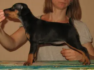 Photo №3. Chiots Pinscher nains avec pedigree. Biélorussie