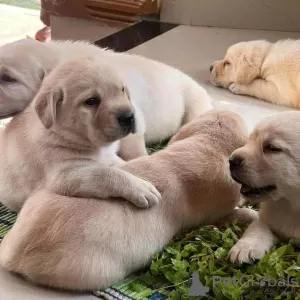 Photo №3. superbes chiots labrador. USA