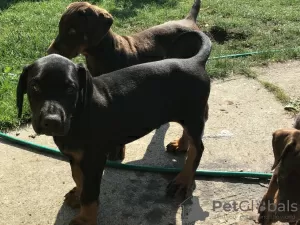 Photo №1. dobermann - à vendre en ville de Гелница | négocié | Annonce №29029