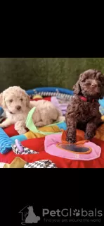 Photos supplémentaires: Labradoodle australien