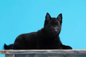 Photos supplémentaires: Schipperke Boys