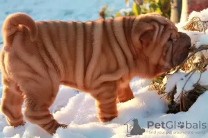 Photo №1. shar pei - à vendre en ville de Tver | négocié | Annonce №8606