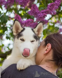 Photo №1. husky de sibérie - à vendre en ville de Poltava | négocié | Annonce №10616