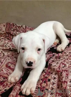 Photo №3. Dogo Argentino les gars sympathiques qui apporteront de la joie dans votre. USA