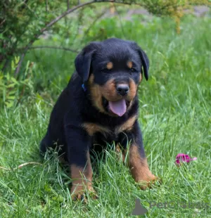 Photos supplémentaires: Chiot Rottweiler