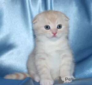 Photo №1. scottish fold - à vendre en ville de Charleroi | négocié | Annonce № 130705