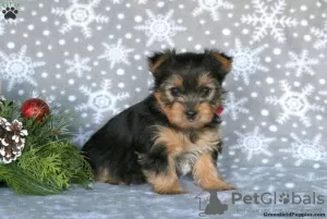 Photo №2 de l'annonce № 63828 de la vente yorkshire terrier - acheter à Allemagne 