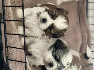 Photo №2 de l'annonce № 8276 de la vente shih tzu - acheter à Allemagne 