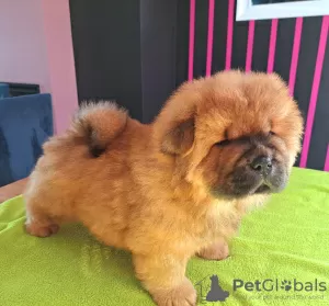 Photos supplémentaires: Chiots chow-chow