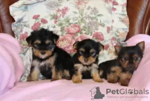 Photo №1. yorkshire terrier - à vendre en ville de Барсена-де-Сисеро | 170€ | Annonce №40104