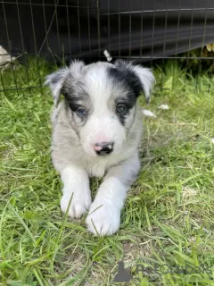 Photo №1. border collie - à vendre en ville de New Orleans | 208€ | Annonce №64139