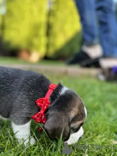 Photos supplémentaires: Chiots d'élite de parents titrés