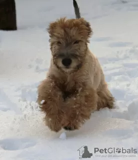 Photos supplémentaires: Chiots de compagnie