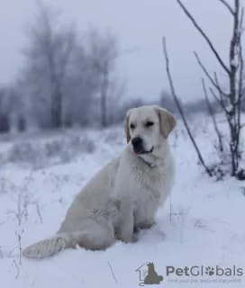 Photo №2 de l'annonce № 78615 de la vente golden retriever - acheter à Ukraine annonce privée, éleveur