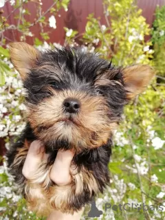 Photos supplémentaires: Les chiots Yorkie au visage de bébé sont complètement prêts à partir.