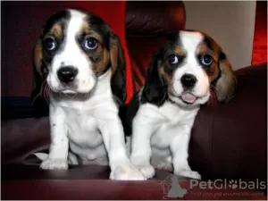 Photo №3. Chiots Beagle mignons Whatsapp. La finlande