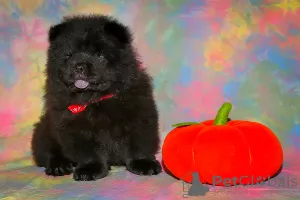 Photo №2 de l'annonce № 8037 de la vente chow-chow - acheter à Fédération de Russie éleveur