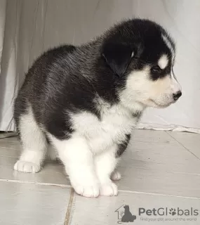 Photo №2 de l'annonce № 18642 de la vente husky de sibérie - acheter à Pays Bas annonce privée, éleveur