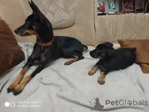 Photos supplémentaires: Chiots pinscher nain à vendre