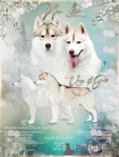 Photo №1. husky de sibérie - à vendre en ville de Balakovo | négocié | Annonce №8995