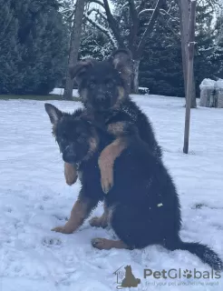 Photos supplémentaires: Beau chiot berger allemand