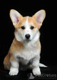 Photo №4. Je vais vendre welsh corgi en ville de Ровно. éleveur - prix - 1500€