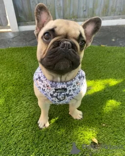 Photo №1. bouledogue - à vendre en ville de Ipswich | 568€ | Annonce №48764